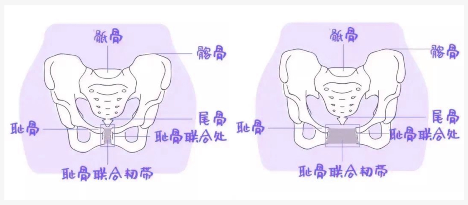 Recommended-Pelvic-Floor (2) Recommended-Pelvic-Floor (2)